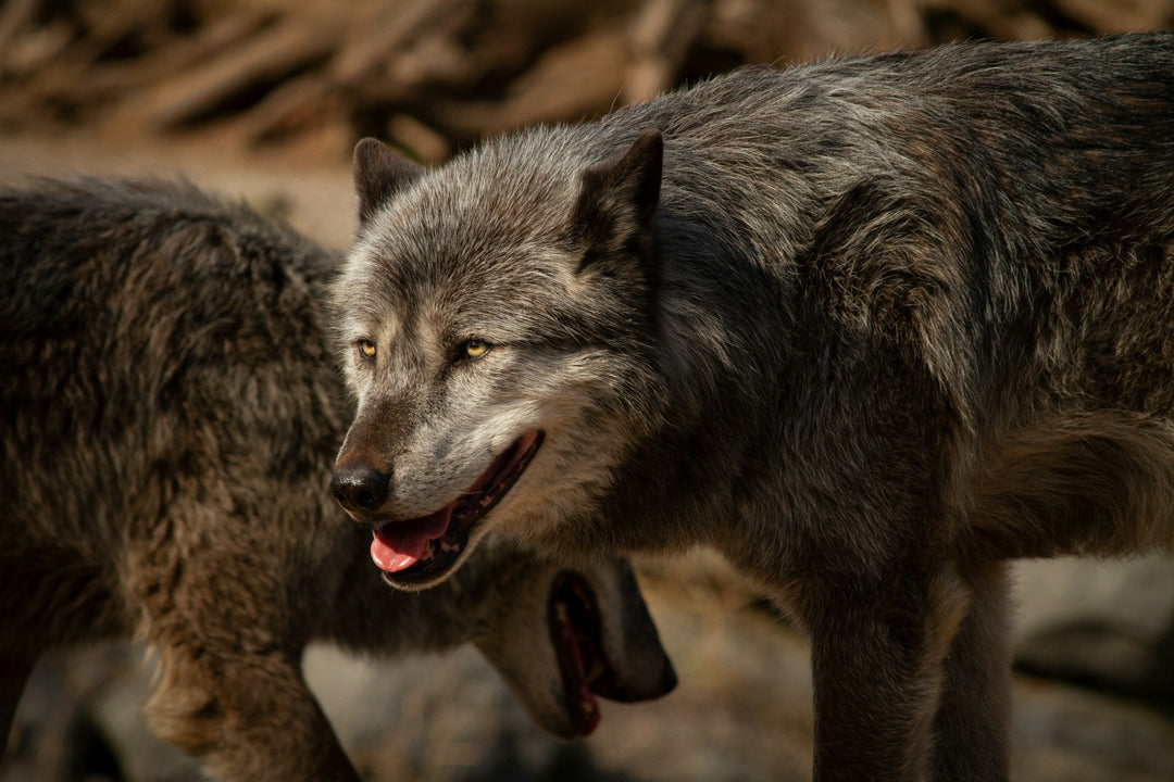a grey wolf looking intensely as something in the distance