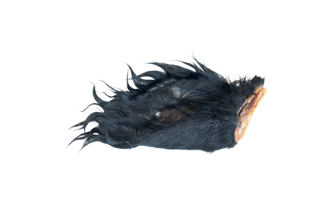 Cow Ear (Hairy)