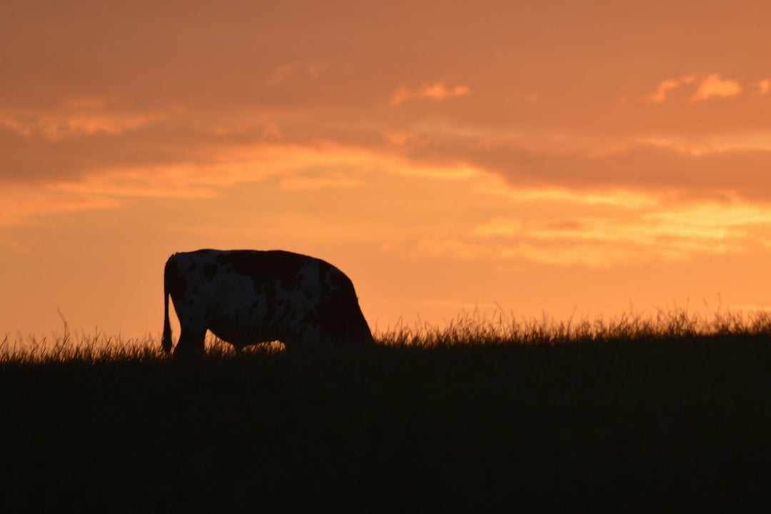 Cow standing in a grassy field at sunset, reflecting Earth & Tail's dedication to natural, high-quality ingredients from ethical farms.