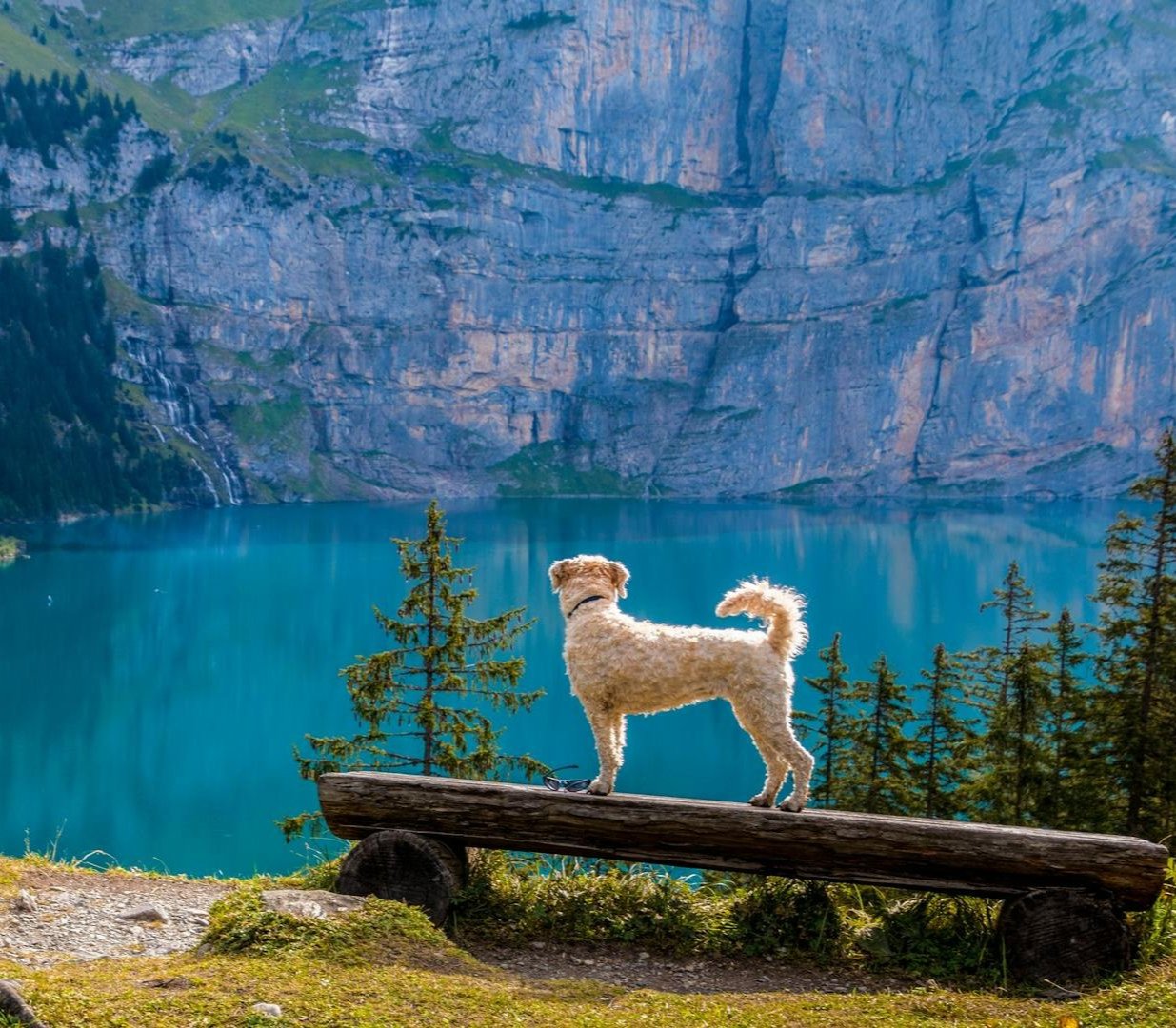 Dog standing on a log overlooking a blue lake with a mountain in the background, representing Earth & Tail's commitment to quality, integrity, and supporting American values.