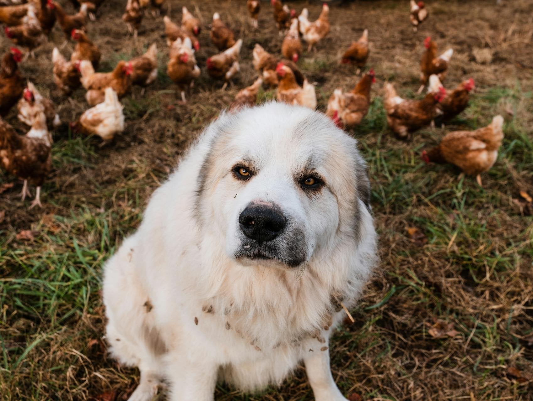 Great Pyrenees dog on a grassy lawn with brown chickens in the background, reflecting Earth & Tail's commitment to real, wholesome ingredients and ethical care.