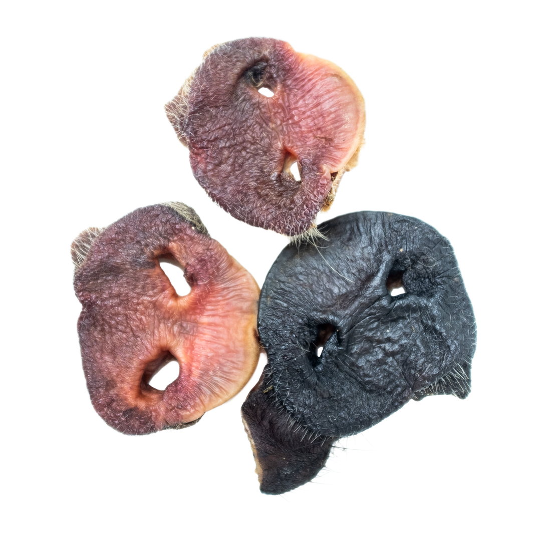 pig snout dog treats