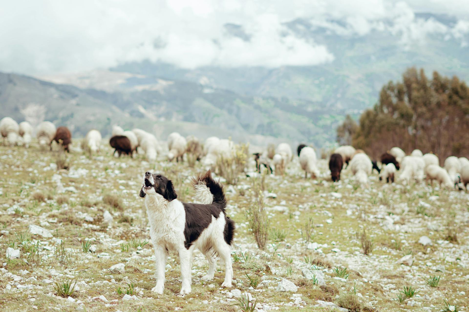 Black and white dog standing in a field with mountains and sheep in the background, representing Earth & Tail's minimalistic approach to single-source, natural ingredients.