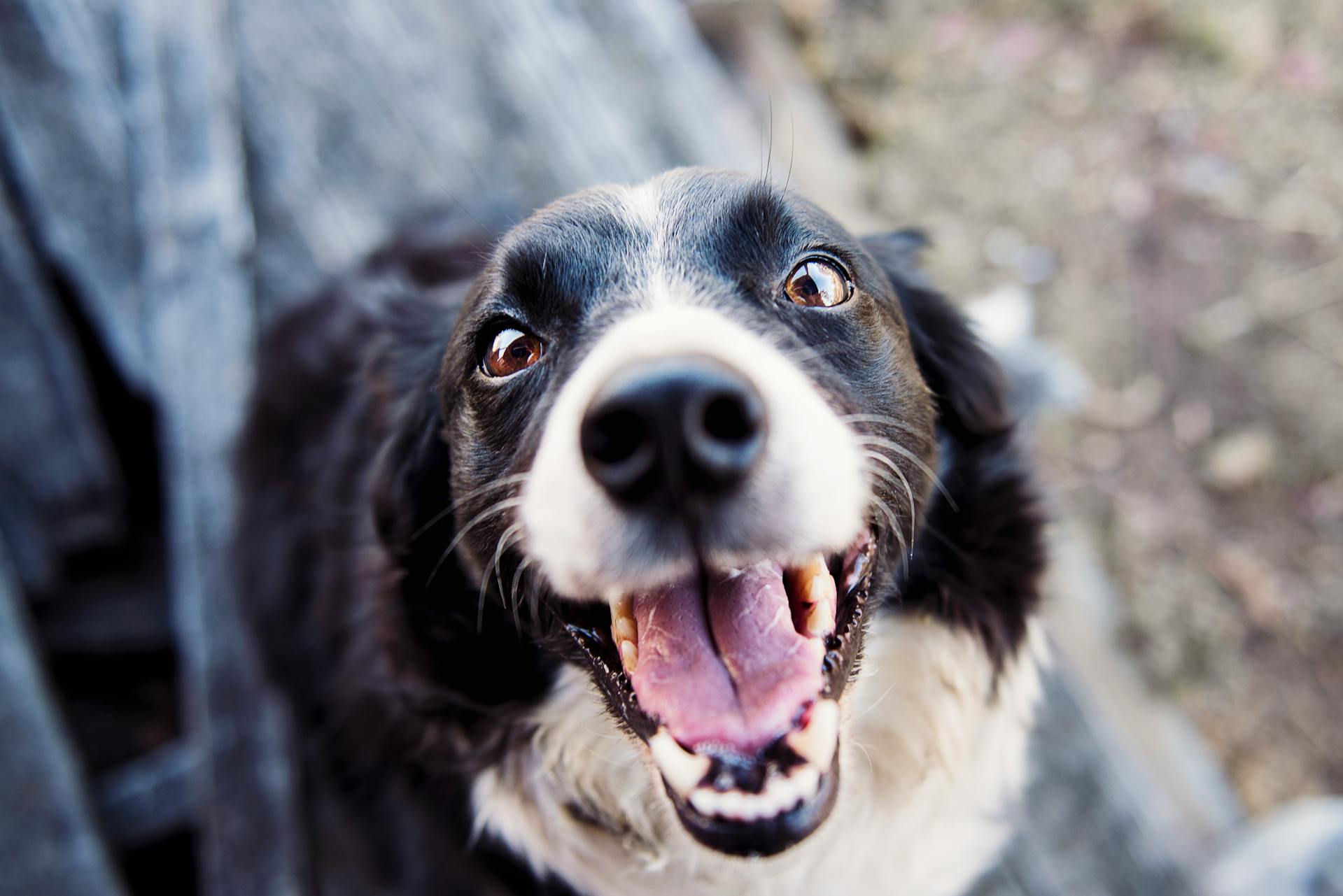 Close-up of a smiling dog, symbolizing Earth & Tail's commitment to transparency and straightforward nutrition with clearly listed ingredients.