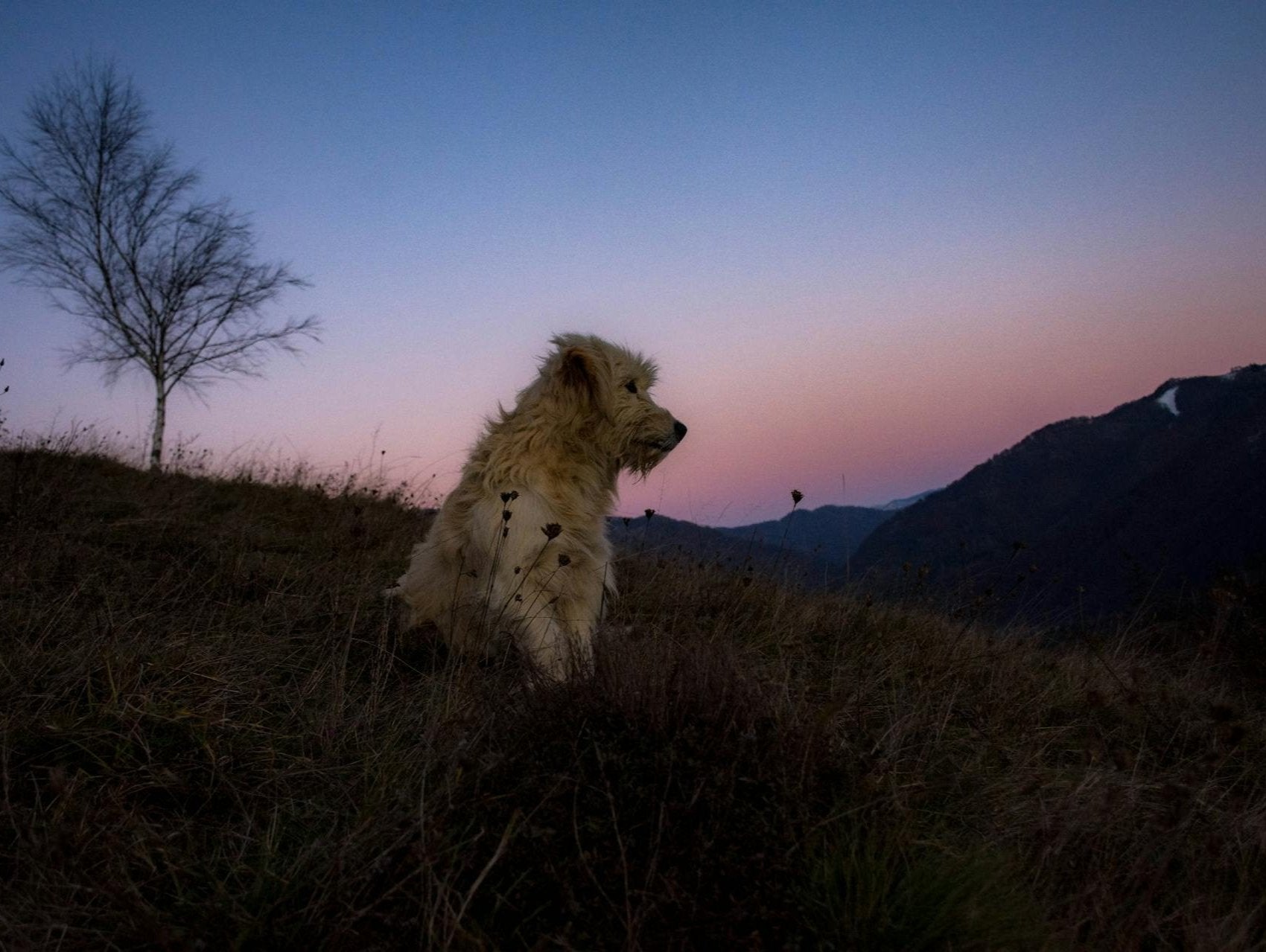 errier standing in a field with mountains and a dim sunset in the background, embodying Earth & Tail's philosophy of crafting natural, intentional dog treats inspired by the earth.