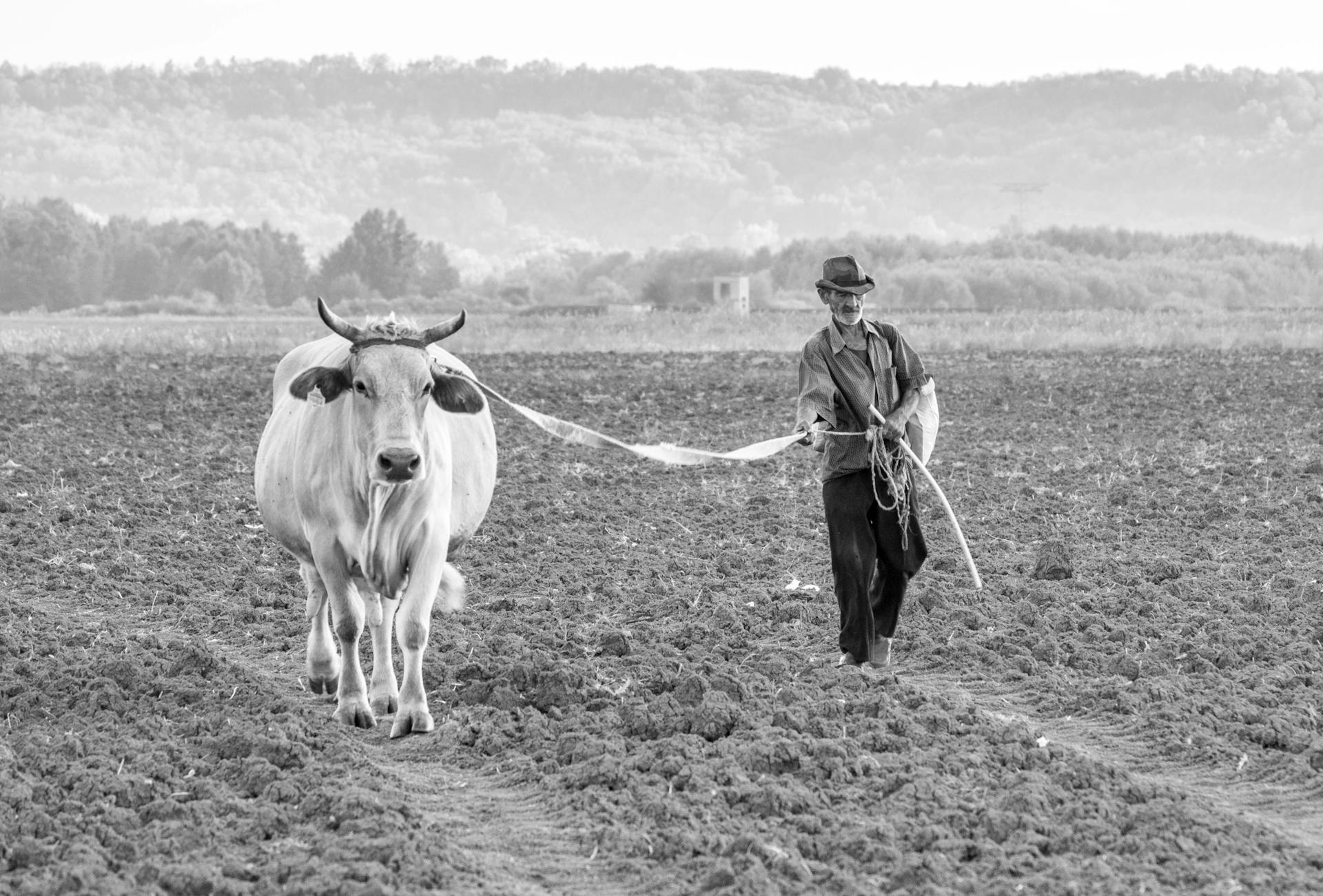 Black and white image of an old farmer leading a cow in a dirt field, symbolizing Earth & Tail's commitment to supporting American farmers and preserving local traditions.