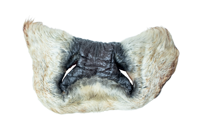 dehydrated beef snout dog treat